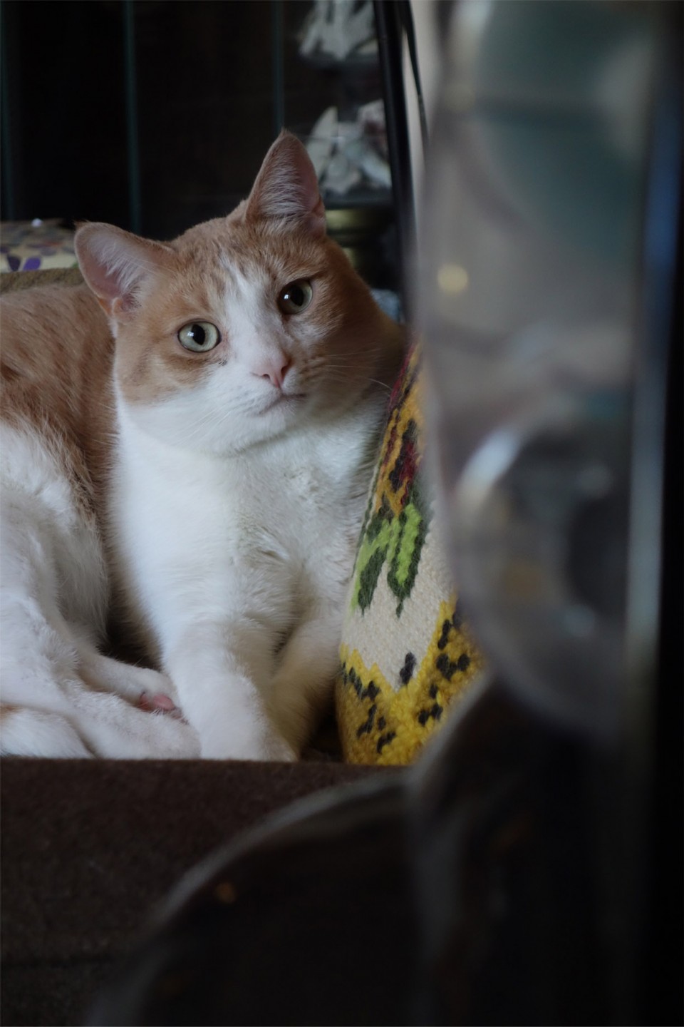 A wide-eyed Melvin the cat stares alarmingly at the vacuum cleaner sitting next o the chair he's been sleeping on.